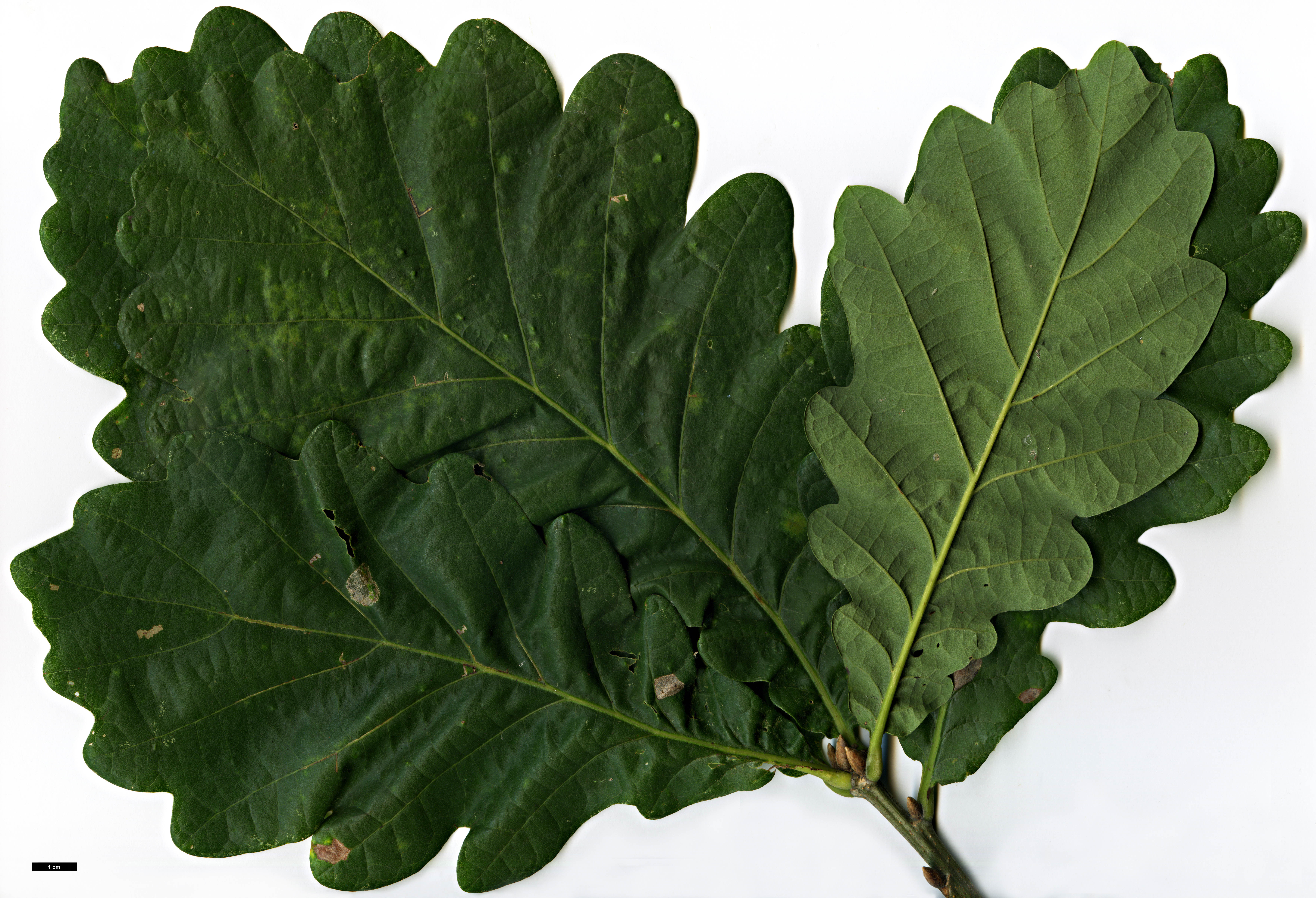 High resolution image: Family: Fagaceae - Genus: Quercus - Taxon: ×vilmoriniana (Q.dentata × Q.petraea)